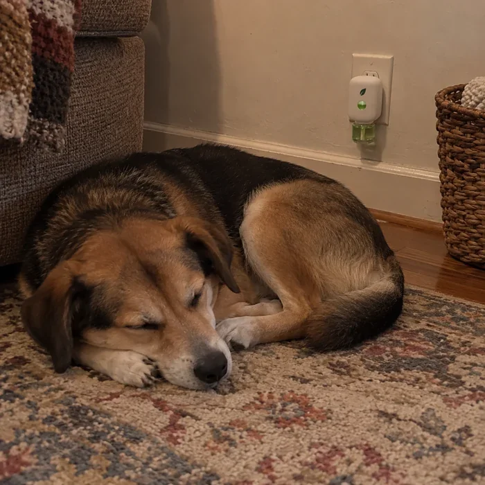 A dog asleep on a rug, MintKeep plugged in low on the wall behind it.