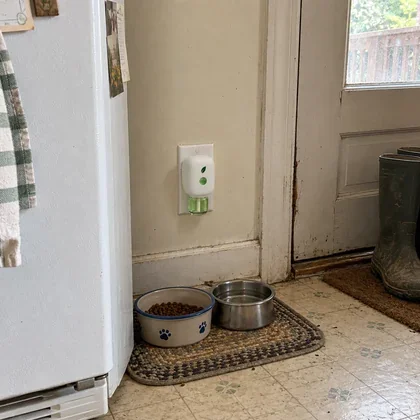 Shirley's photo: MintKeep low on her kitchen wall by the back door, the cat's bowls on the floor.
