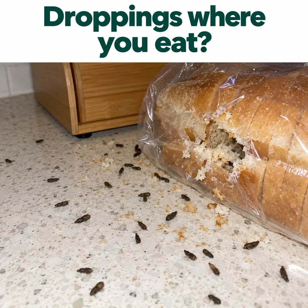 Droppings where you eat? Mouse droppings and a chewed bread bag on a kitchen counter.
