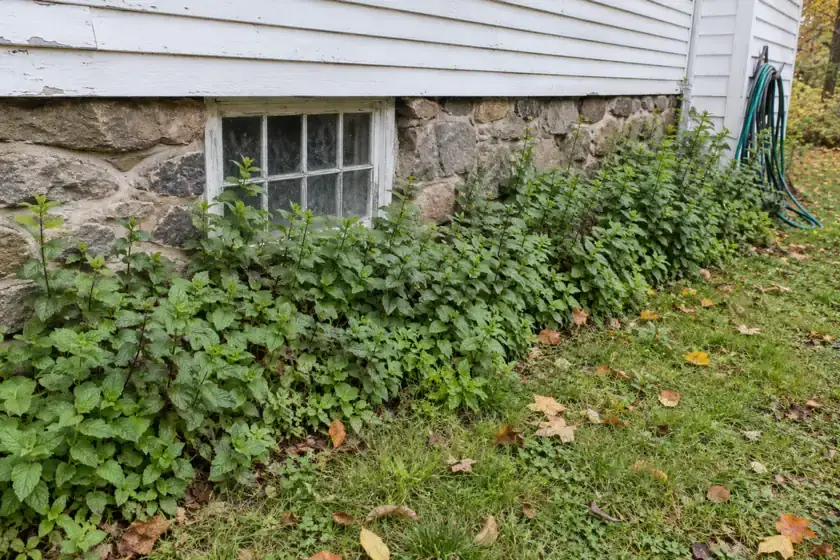 Mint growing thick along the fieldstone foundation of an old farmhouse, white clapboard above, a cellar window in the stone, autumn daylight