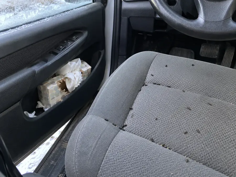 Mouse droppings scattered on the cloth driver's seat of a car, and a chewed tissue box in the door pocket