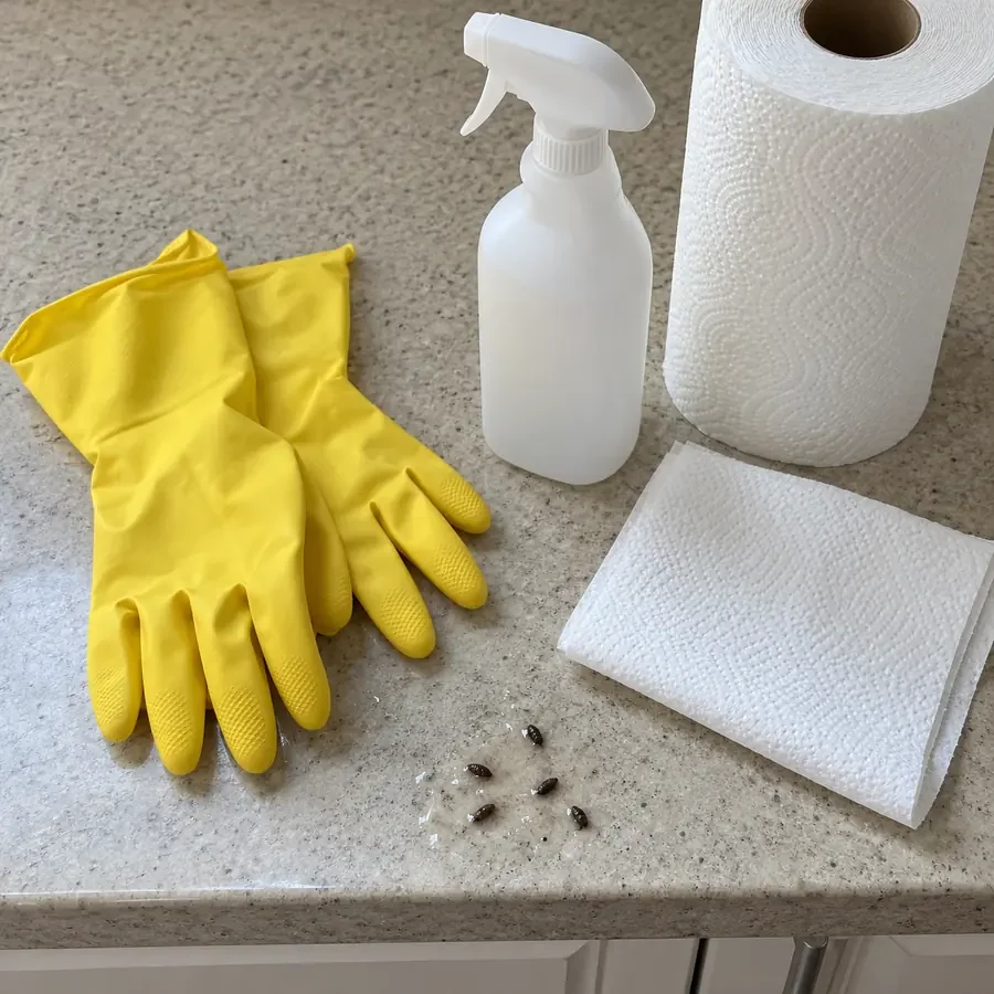 Rubber gloves, a spray bottle and paper towels on a kitchen counter beside a few wet droppings